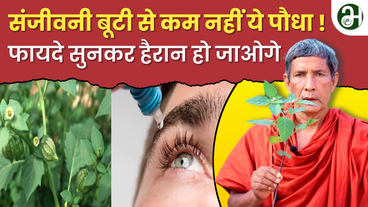 गुणकारी मकोय (Black nightshade) पौधे के औषधीय लाभ